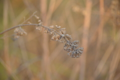 Mesosphaerum suaveolens