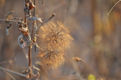Porophyllum ruderale