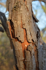 Pithecellobium dulce
