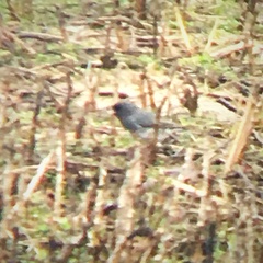 Junco hyemalis cismontanus