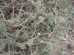 Sclerolaena muricata