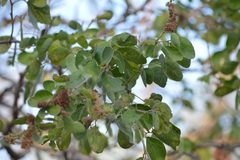 Pithecellobium dulce