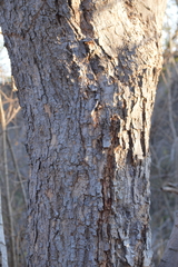 Pithecellobium dulce