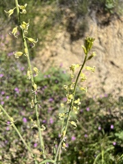 Caulanthus heterophyllus