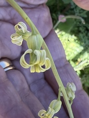 Caulanthus heterophyllus