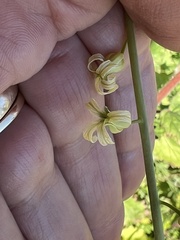 Caulanthus heterophyllus