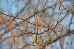 Vachellia macracantha
