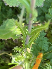 Caulanthus heterophyllus