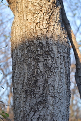 Pithecellobium dulce