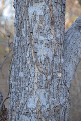 Pithecellobium dulce
