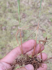 Carex lasiocarpa