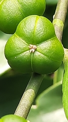 Suregada lanceolata