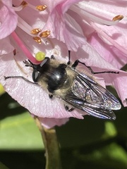 Criorhina nigripes
