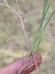 Carex lasiocarpa