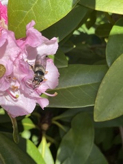 Criorhina nigripes