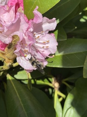 Criorhina nigripes