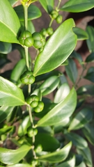 Suregada lanceolata