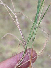 Carex lasiocarpa