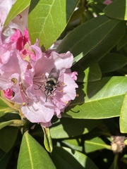 Criorhina nigripes