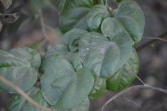 Aristolochia taliscana