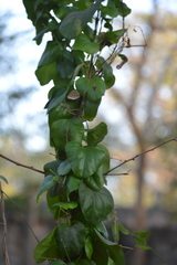 Aristolochia taliscana