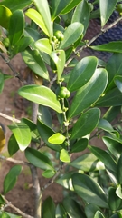 Suregada lanceolata
