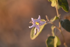 Solanum houstonii