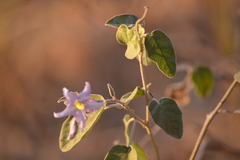 Solanum houstonii