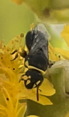 Hylaeus euxanthus