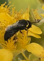 Hylaeus euxanthus