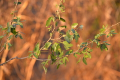 Pithecellobium dulce
