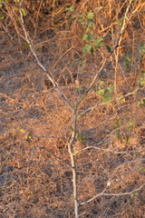 Pithecellobium dulce