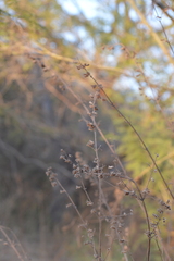 Mesosphaerum suaveolens