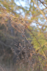 Mesosphaerum suaveolens