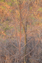 Mesosphaerum suaveolens
