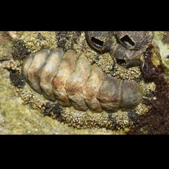 Acanthopleura granulata