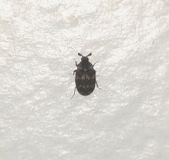 Anthrenus fuscus