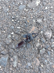 Dorcus rectus rectus