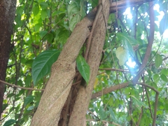 Banisteriopsis caapi