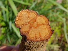 Banisteriopsis caapi