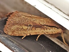 Ichneutica atristriga