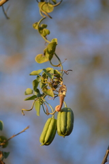 Aristolochia taliscana