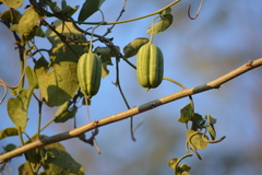 Aristolochia taliscana