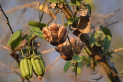 Aristolochia taliscana