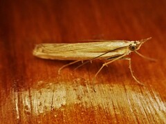 Orocrambus vittellus