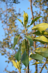 Ficus insipida