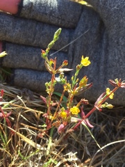 Hypericum gramineum