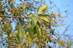 Ficus insipida