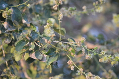 Pithecellobium dulce