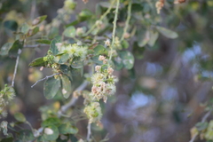 Pithecellobium dulce